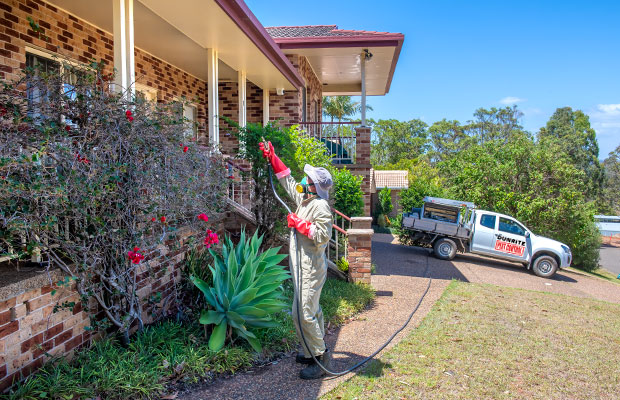 port macquarie pest control