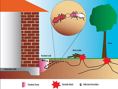 termite_treatment